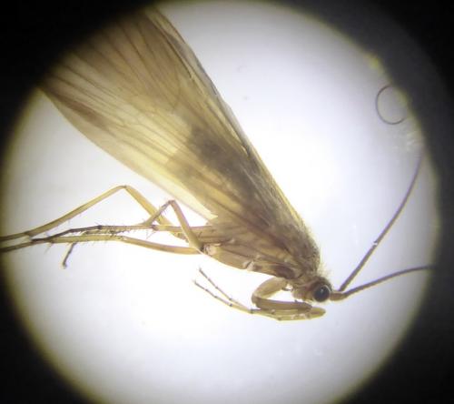 Drusus discolor